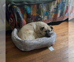 Small Photo #3 Anatolian Shepherd Puppy For Sale in Bountiful, UT, USA