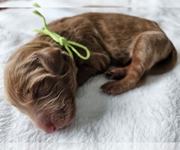 Medium Photo #9 Goldendoodle mix (+ Poodle Standard) Puppy For Sale in INDIANAPOLIS, IN, USA