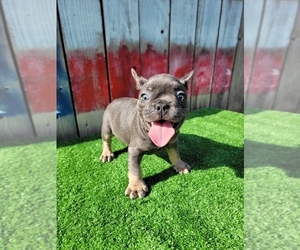French Bulldog Puppy for sale in HOUSTON, TX, USA