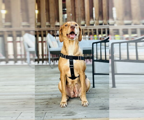 Medium Photo #3 Labrador Retriever-Unknown Mix Puppy For Sale in Plainfield, IL, USA