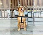 Small #2 Labrador Retriever Mix