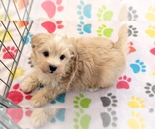 Medium Photo #5 Havanese Puppy For Sale in ORO VALLEY, AZ, USA