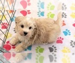 Small #4 Havanese