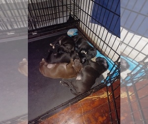 American Staffordshire Terrier-Staffordshire Bull Terrier Mix Puppy for sale in SAINT LOUIS, MO, USA