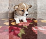 Small #2 Pembroke Welsh Corgi