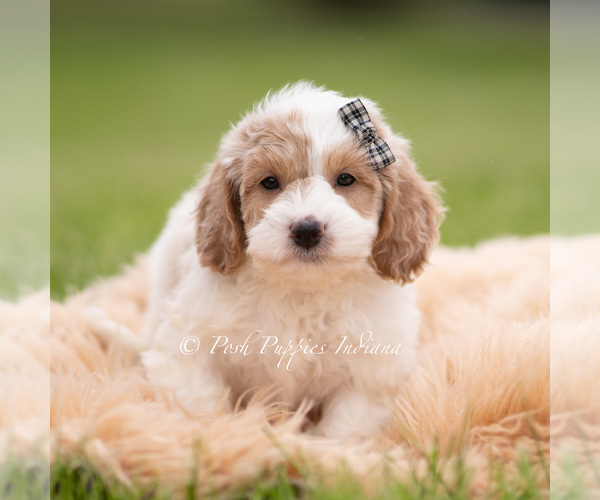 Medium Photo #5 Goldendoodle (Miniature) Puppy For Sale in WARSAW, IN, USA