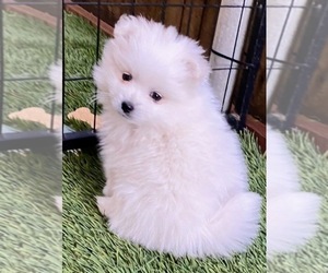 Miniature American Eskimo Puppy for sale in REDLANDS, CA, USA