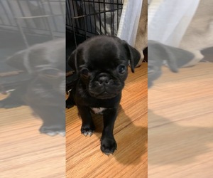 Pug Puppy for sale in CLARKSON, KY, USA