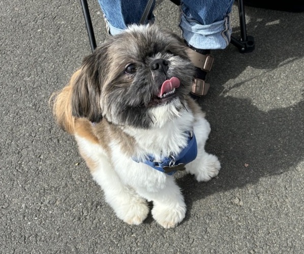 Medium Photo #1 Shih Tzu Puppy For Sale in OUTLOOK, WA, USA