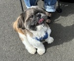 Small Photo #1 Shih Tzu Puppy For Sale in OUTLOOK, WA, USA