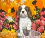 Puppy Millie Cavalier King Charles Spaniel