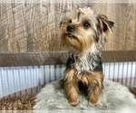 Small #3 Yorkshire Terrier