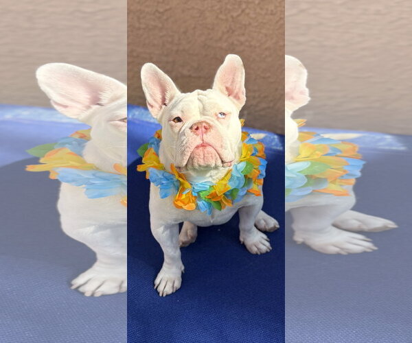 Medium Photo #3 Bulldog-Unknown Mix Puppy For Sale in Las Vegas, NV, USA