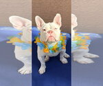 Small #2 Bulldog Mix