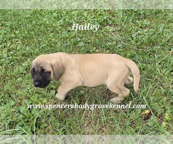 Medium Photo #3 Mastiff Puppy For Sale in CABOOL, MO, USA