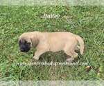 Small #2 Mastiff