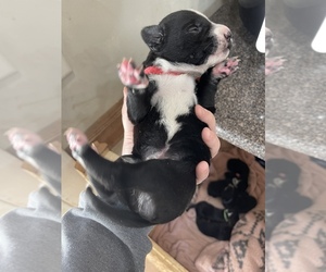 Dalmatian-Labrador Retriever Mix Puppy for sale in OSHKOSH, WI, USA
