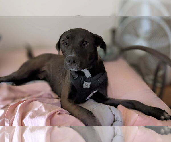 Medium Photo #1 Labrador Retriever-Unknown Mix Puppy For Sale in Plainfield, IL, USA