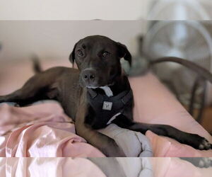 Labrador Retriever-Unknown Mix Dogs for adoption in Plainfield, IL, USA