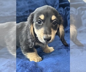 Dachshund Puppy for Sale in MEMPHIS, Tennessee USA
