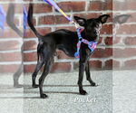 Small #4 Chihuahua Mix
