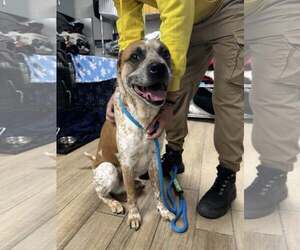 Mutt Dogs for adoption in Rowlett, TX, USA