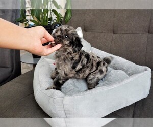 Yorkshire Terrier Puppy for sale in ANAHEIM, CA, USA