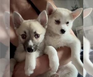 Pomsky Puppy for Sale in LOVELAND, Colorado USA