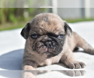 Pug Puppy for sale in PALM COAST, FL, USA