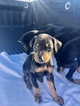 Small Photo #8 Doberman Pinscher Puppy For Sale in SUISUN CITY, CA, USA