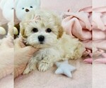 Small #1 Maltipoo