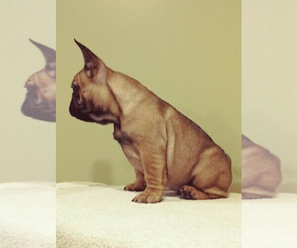 Medium Photo #5 French Bulldog Puppy For Sale in COLONIA, NJ, USA
