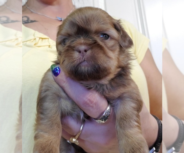 View Ad: Shih Tzu Puppy for Sale near Oregon, CENTRAL POINT, USA. ADN-237473