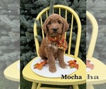 Puppy MOCHA Goldendoodle