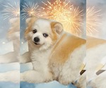 Small #8 Pomeranian Mix