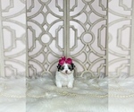 Small Photo #5 Morkie Puppy For Sale in MORRIS CHAPEL, TN, USA