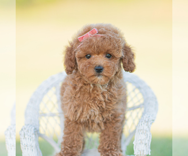 Medium Photo #82 Poodle (Miniature) Puppy For Sale in WARSAW, IN, USA