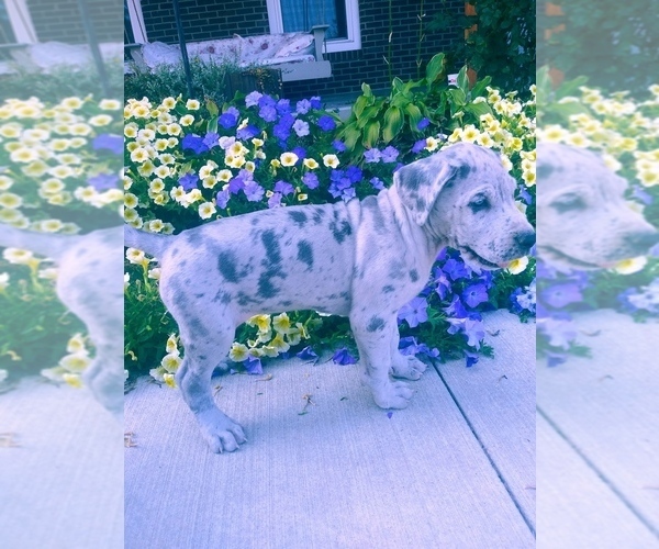 Medium Photo #3 Great Dane Puppy For Sale in SHIPSHEWANA, IN, USA