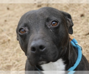 SUMMI - Female Labrador Retriever-Unknown Mix Dog for Adoption - Photo #6