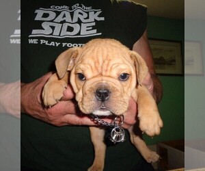 Bulldog Puppy for Sale in LITTLEROCK, California USA