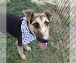 Small German Shepherd Dog Mix