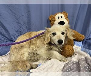 Chihuahua Dogs for adoption in Modesto, CA, USA