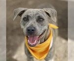 Small American Staffordshire Terrier Mix