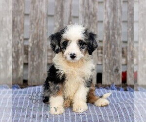 Bernedoodle (Miniature) Puppy for sale in HONEY BROOK, PA, USA