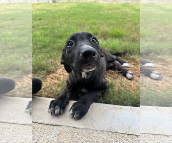 Medium Photo #3 German Shepherd Dog-Unknown Mix Puppy For Sale in Rosenberg, TX, USA