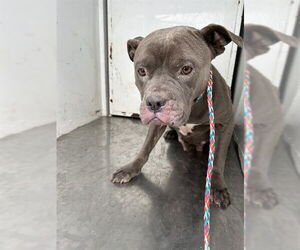 Mutt Dogs for adoption in Stockton, CA, USA