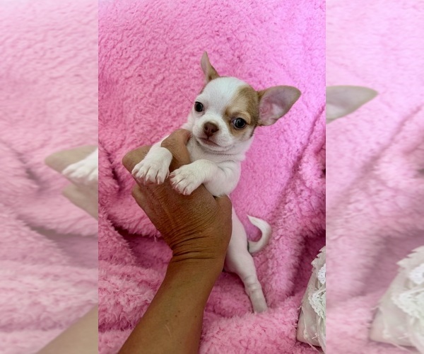 Medium Photo #3 Chihuahua Puppy For Sale in SPARKS, NV, USA