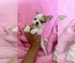 Small #2 Chihuahua