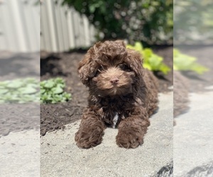 Havanese Puppy for sale in CANOGA, NY, USA