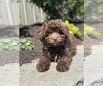 Small Havanese